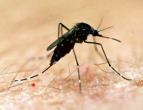 Dengue Fever – What You Need To Know.
