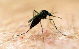 Dengue Fever – What You Need To Know.